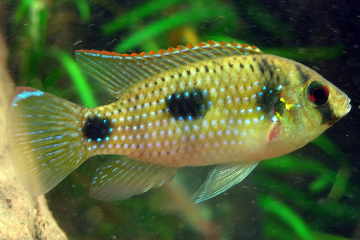Anomalochromis thomasi