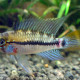 picture of Apistogramma eunotus