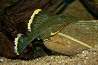 Baryancistrus chrysolomus Loricariidae