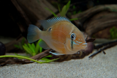 Biotodoma cupido Cichlidae