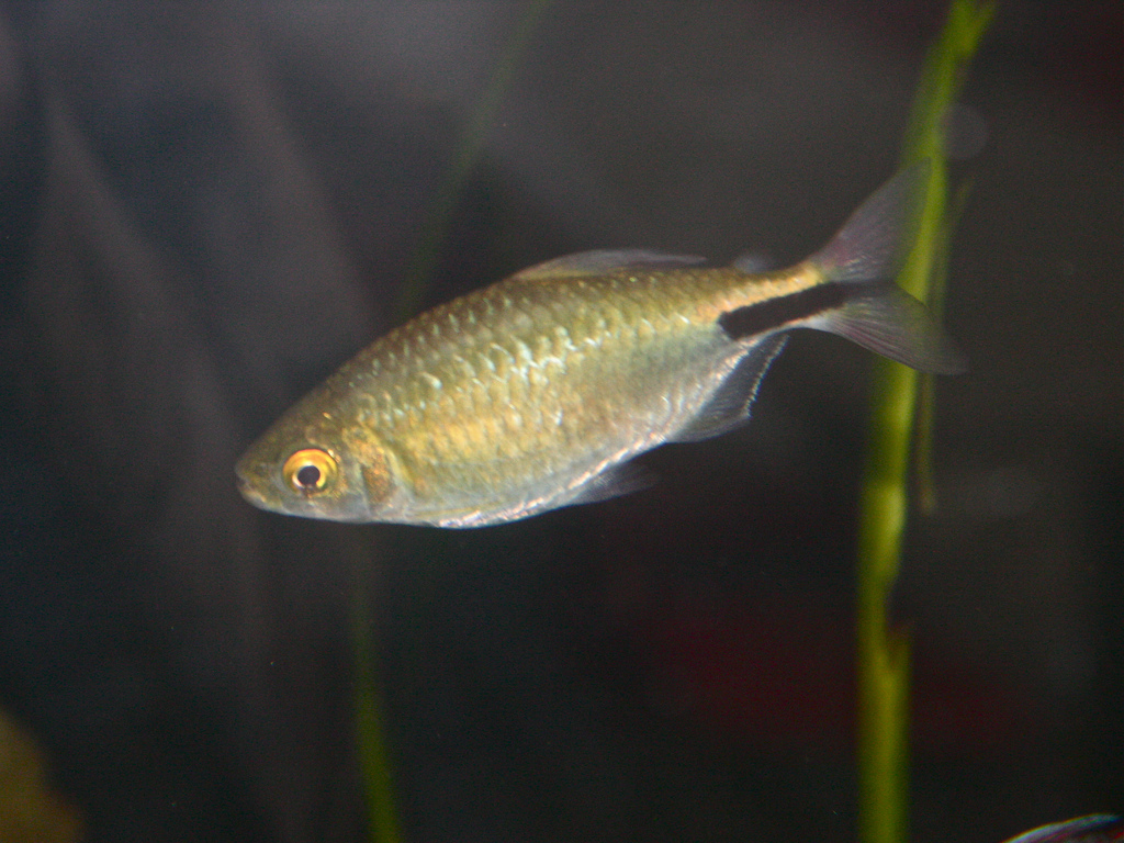 Bryconalestes longipinnis