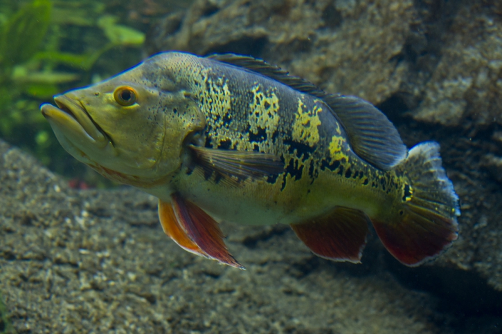 Cichla ocellaris