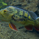 picture of Cichla ocellaris