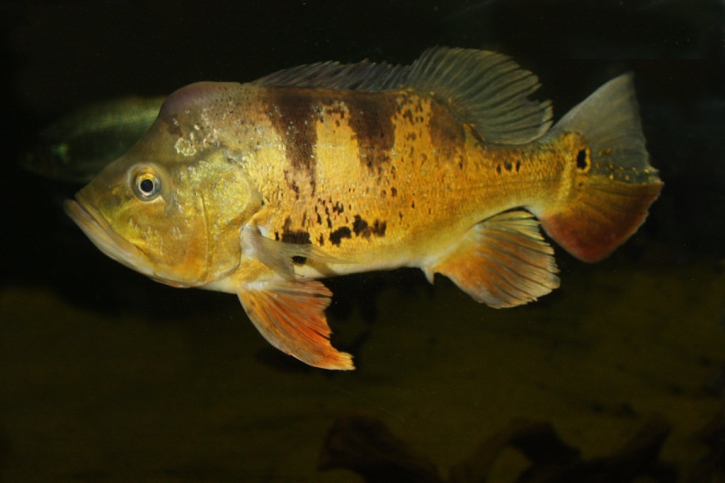 Cichla ocellaris