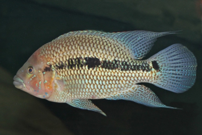 Kronoheros umbrifer Cichlidae