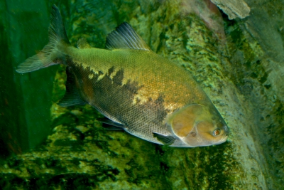 Colossoma macropomum Serrasalmidae