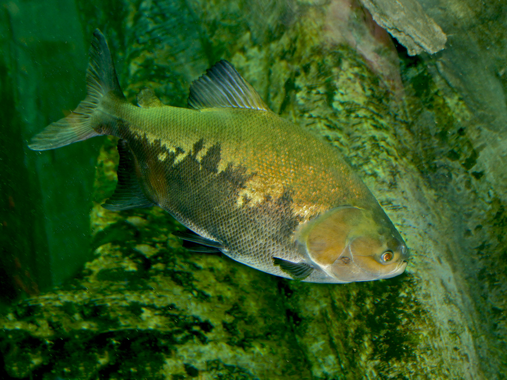 Colossoma macropomum