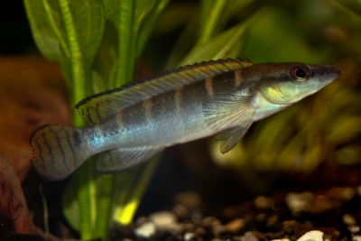 Crenicichla compressiceps Cichlidae
