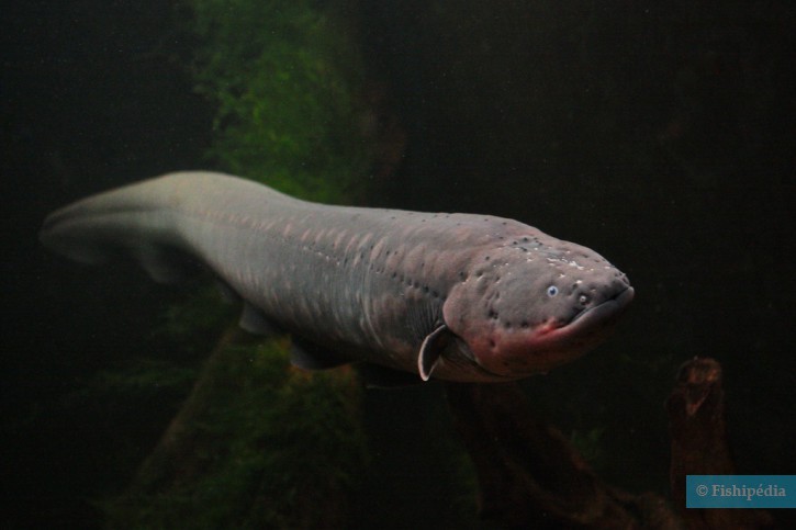 Electrophorus electricus