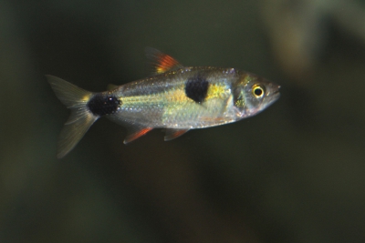 Exodon paradoxus Characidae