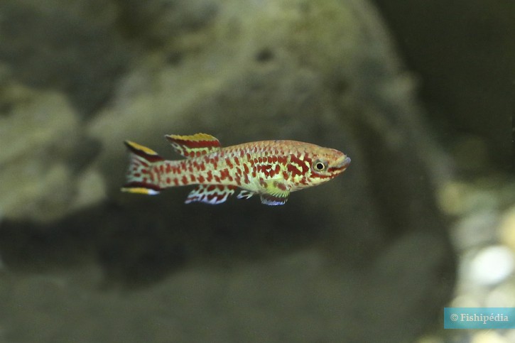 Fundulopanchax gardneri