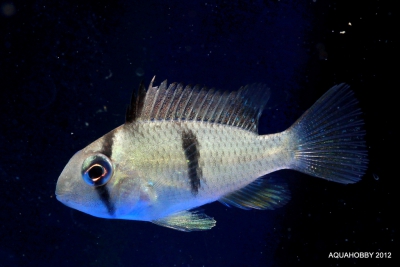Guianacara geayi Cichlidae