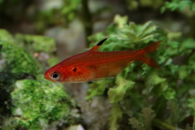 Hyphessobrycon haraldschultzi Characidae