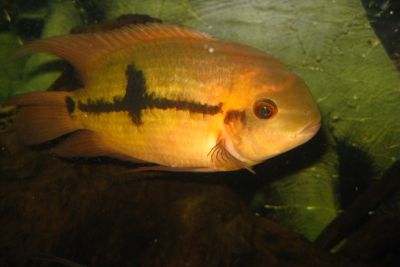 Hypselecara temporalis Cichlidae