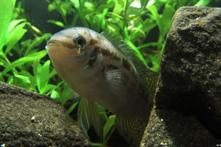 Laetacara araguaiae