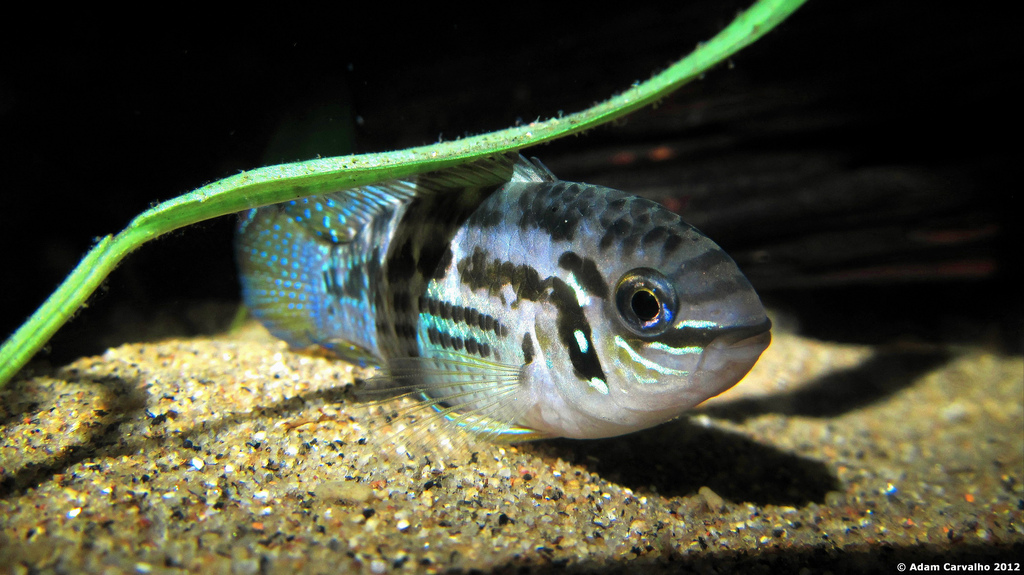 Laetacara araguaiae