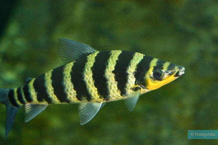 Leporinus fasciatus