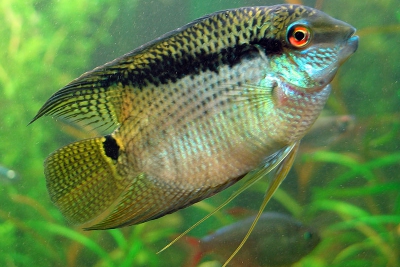 Mesonauta festivus Cichlidae
