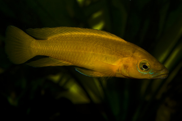 Neolamprologus longior - cichlidé citron