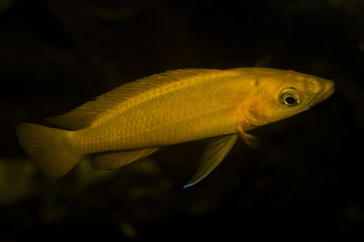 Neolamprologus longior - cichlidé citron