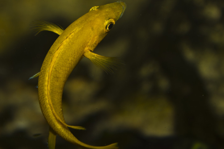 Neolamprologus longior - cichlidé citron