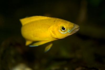 Neolamprologus longior Cichlidae