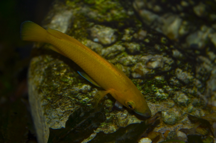 Neolamprologus longior - cichlidé citron