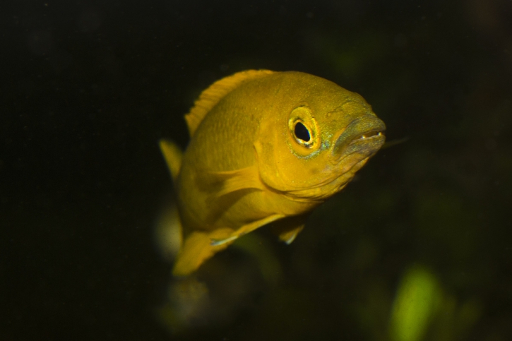 Neolamprologus longior - cichlidé citron