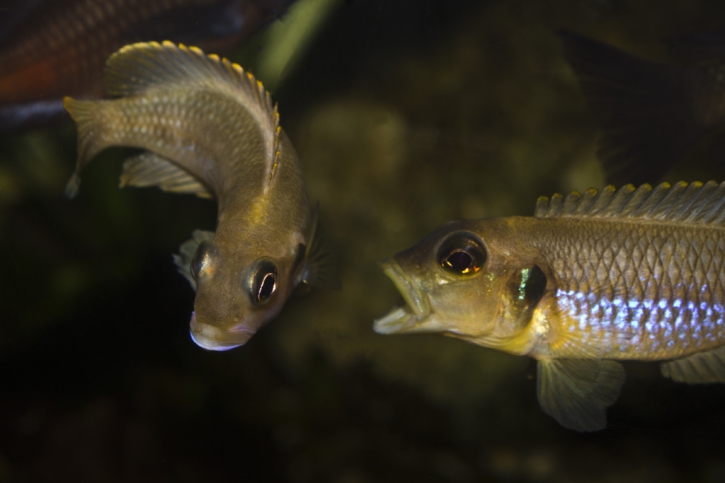 Lamprologus ocellatus - ocellatus