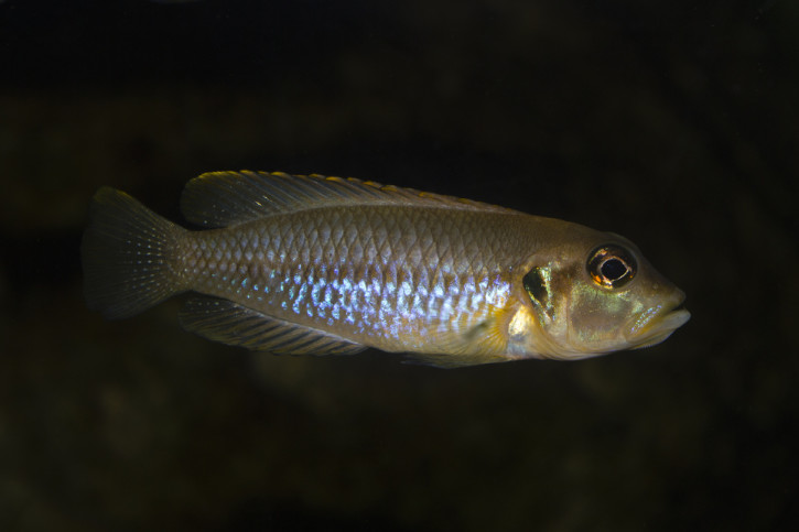 Lamprologus ocellatus - ocellatus