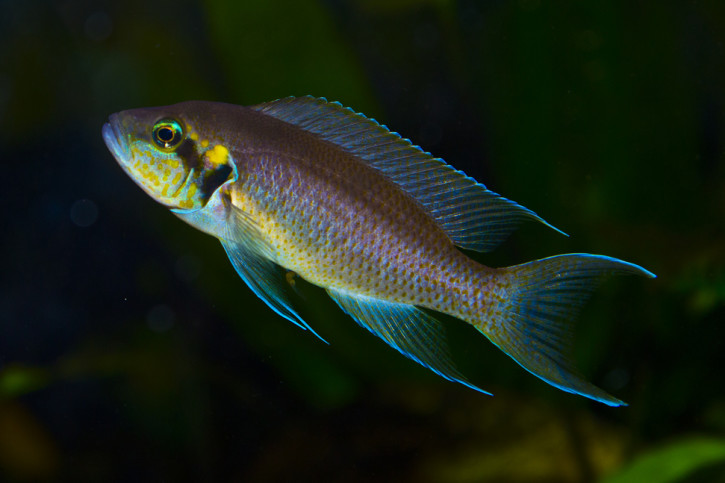 Neolamprologus brichardi - principessa del Burundi