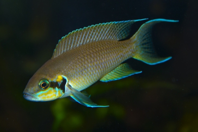 principessa del Burundi Cichlidae