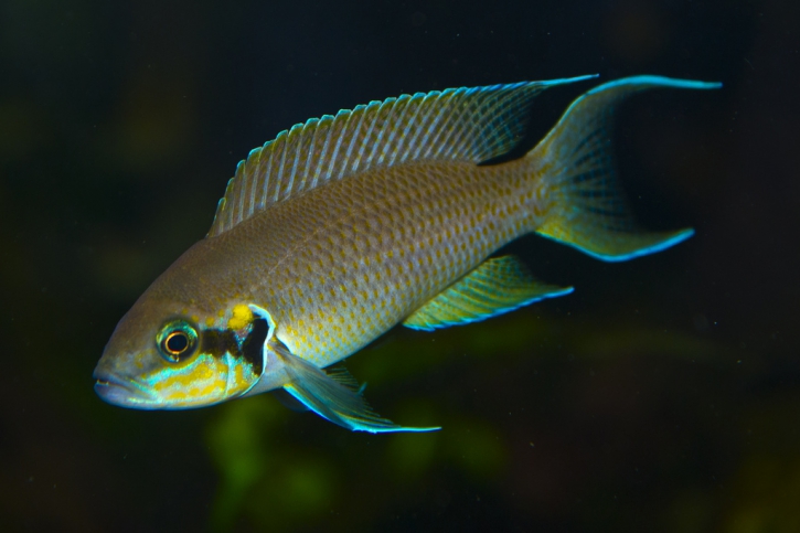 Neolamprologus brichardi