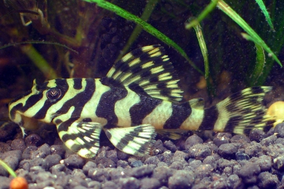 Peckoltia compta Loricariidae