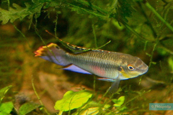Pelvicachromis pulcher