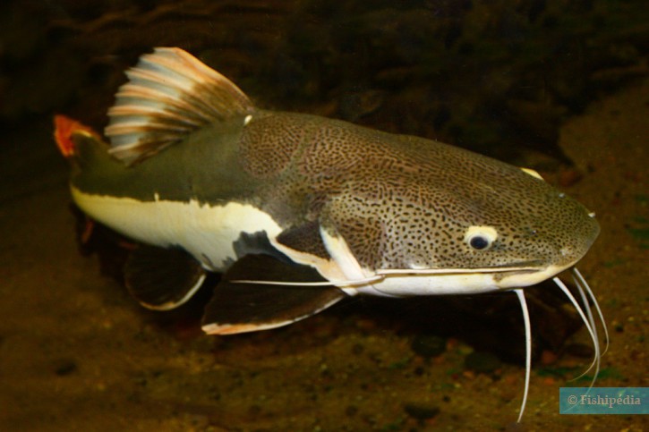 Phractocephalus hemioliopterus