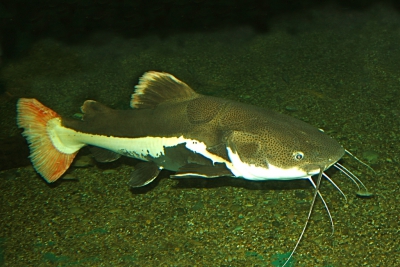 Phractocephalus hemioliopterus Pimelodidae