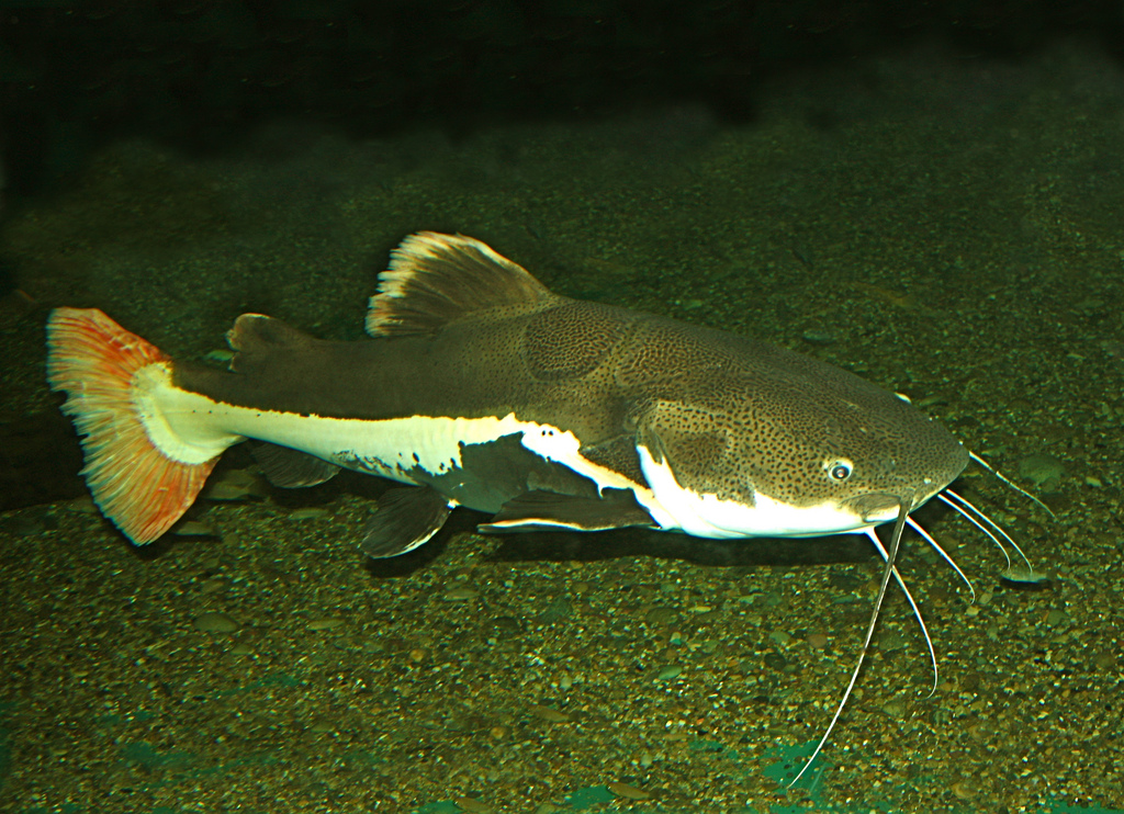 Phractocephalus hemioliopterus