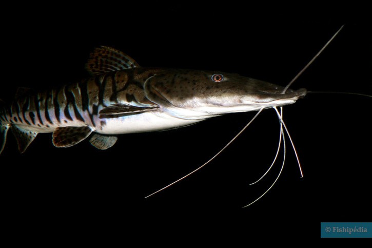 Pseudoplatystoma fasciatum