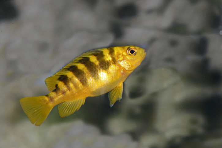 Pseudotropheus crabro