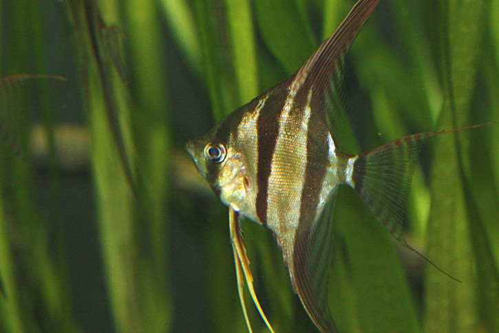 Pterophyllum altum