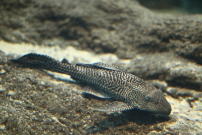 Silure d'Amazonie Loricariidae