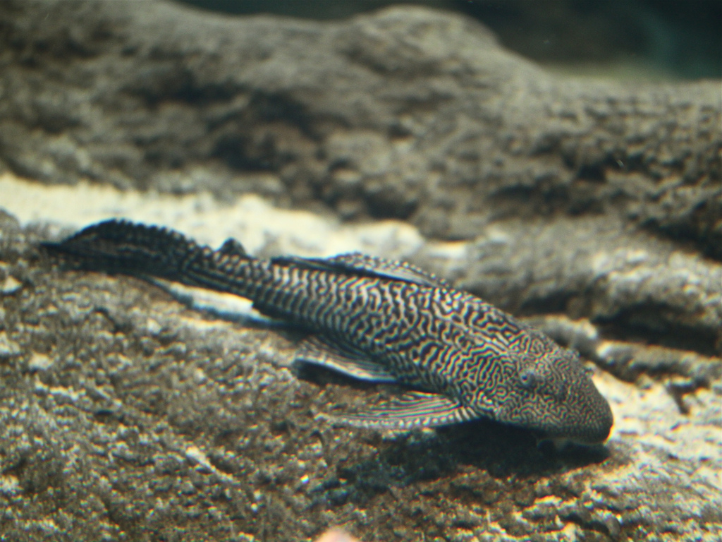 Pterygoplichthys pardalis