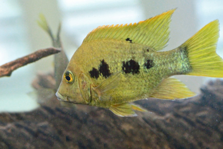 Ptychochromis grandidieri