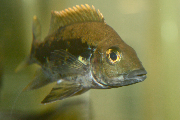 Ptychochromis grandidieri