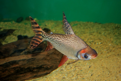 Semaprochilodus insignis Prochilodontidae