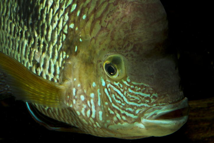 Andinoacara rivulatus - green terror