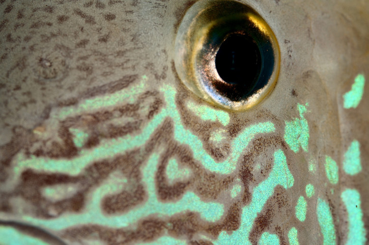 Andinoacara rivulatus - green terror