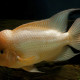 picture of Amphilophus citrinellus