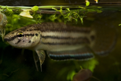 Betta simplex Osphronemidae
